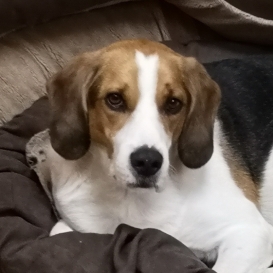 Accueil Spad Chats Et Chiens Luxembourg